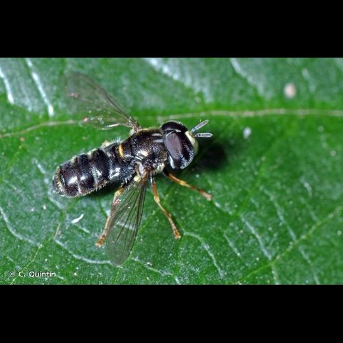 <i>Paragus pecchiolii</i> Rondani, 1857 © C. Quintin