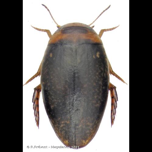 <i>Laccophilus poecilus</i> Klug, 1834 © P.Prévost - Magellanes 2021