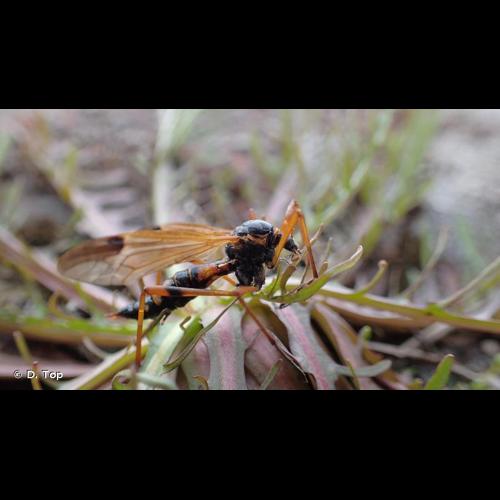 <i>Ctenophora elegans</i> Meigen, 1818 &copy; D. Top