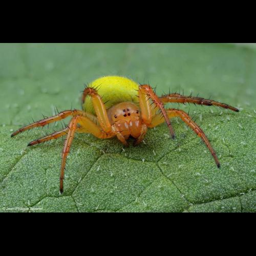 <i>Araniella inconspicua</i> (Simon, 1874) © NULL