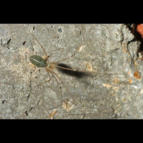 <i>Psilochorus simoni</i> (Berland, 1911) © J-J. Tilly