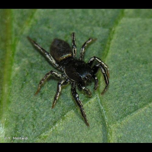 <i>Heliophanus patagiatus</i> Thorell, 1875 © Y. Montardi