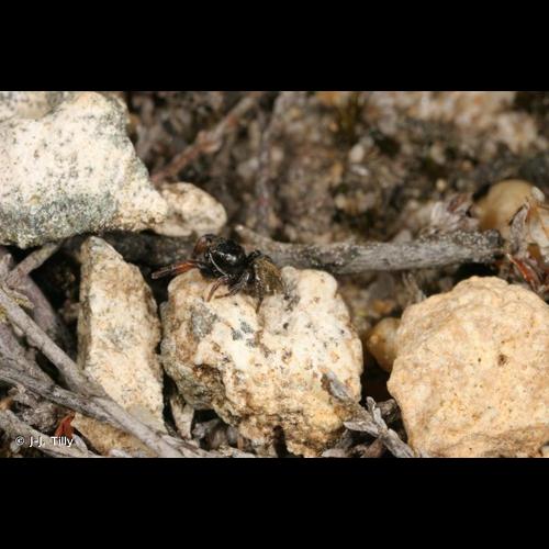 <i>Pellenes brevis</i> (Simon, 1868) © J-J. Tilly