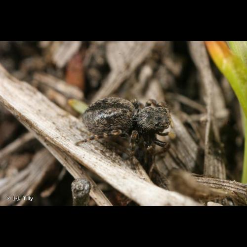 <i>Talavera petrensis</i> (C.L. Koch, 1837) © J-J. Tilly