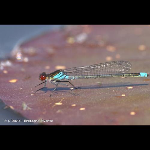 <i>Erythromma najas</i> (Hansemann, 1823) © J. David - Bretagne Vivante