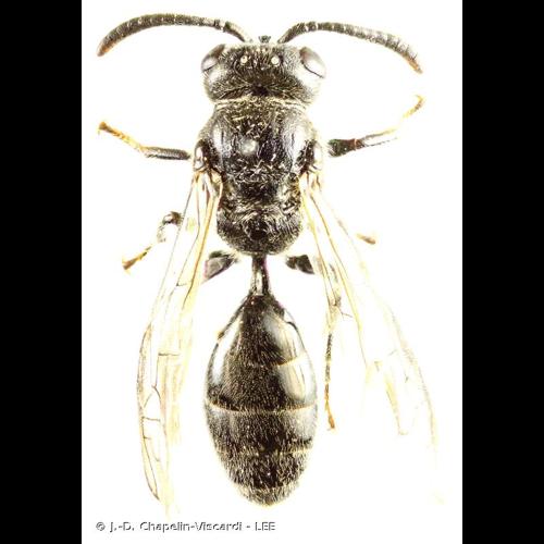 <i>Psenulus pallipes</i> (Panzer, 1798) s.l. © J.-D. Chapelin-Viscardi - LEE