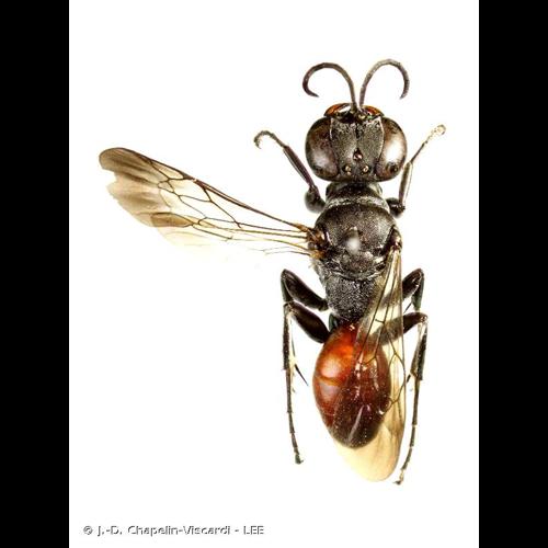 <i>Miscophus bicolor</i> Jurine, 1807 © J.-D. Chapelin-Viscardi - LEE