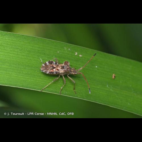 <i>Centrocoris spiniger</i> (Fabricius, 1781) © J. Touroult - LPR Corse - MNHN, CdC, OFB