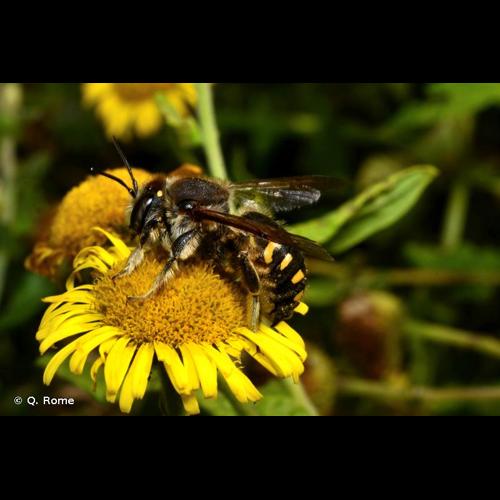 <i>Anthidium septemspinosum</i> Lepeletier, 1841 © Q. Rome