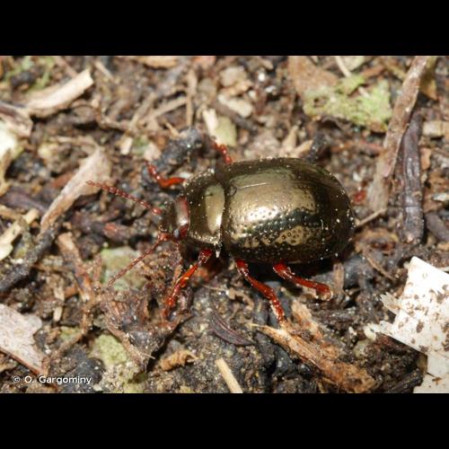 <i>Chrysolina bankii</i> (Fabricius, 1775) &copy; O. Gargominy