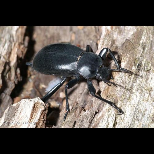 <i>Blaps lusitanica</i> Herbst, 1799 &copy; J.-C. de Massary
