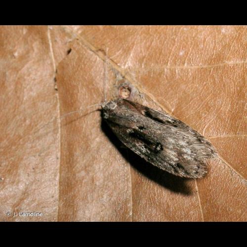 <i>Semioscopis oculella</i> (Thunberg, 1794) © J. Lamoline