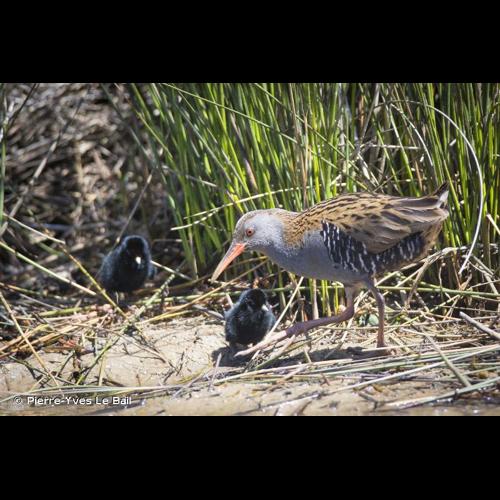 <i>Rallus aquaticus</i> Linnaeus, 1758 © Pierre-Yves Le Bail