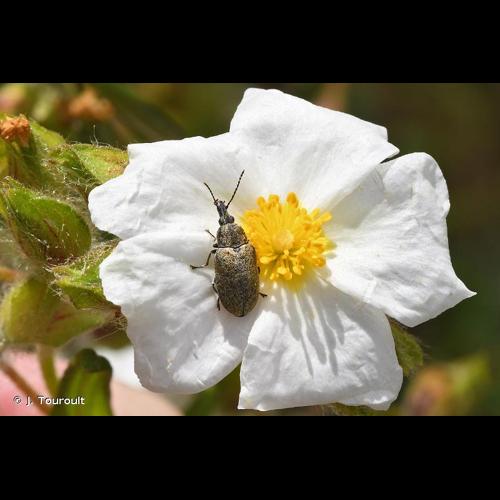 <i>Mycterus curculioides</i> (Fabricius, 1781) &copy; J. Touroult