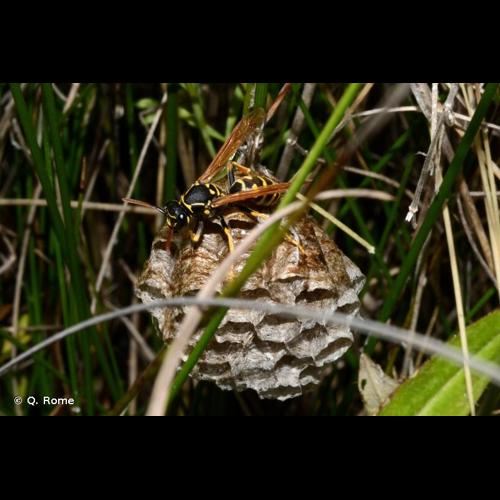 <i>Polistes opinabilis</i> Kohl, 1898 &copy; Q. Rome
