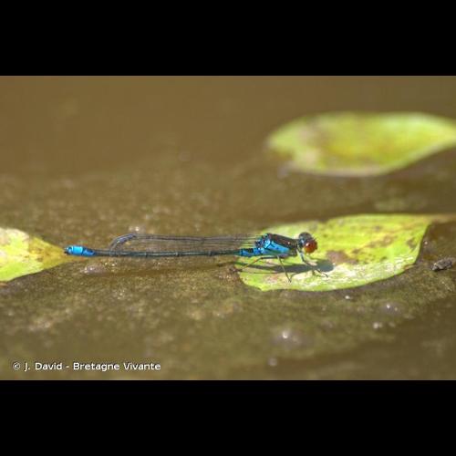 <i>Erythromma viridulum</i> (Charpentier, 1840) &copy; J. David - Bretagne Vivante