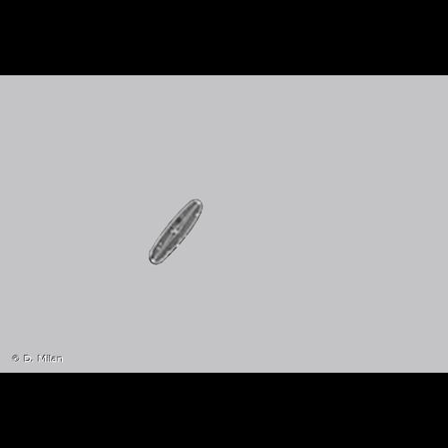 <i>Achnanthidium minutissimum</i> (Kütz.) Czarn., 1994 © D. Milan