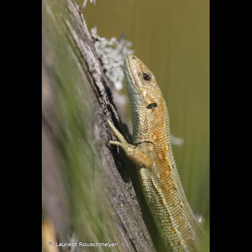 <i>Zootoca vivipara vivipara</i> (Lichtenstein, 1823) © Laurent Rouschmeyer