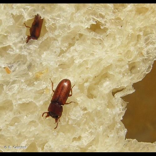 <i>Gnatocerus cornutus</i> (Fabricius, 1798) © B. Calmont