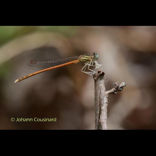 <i>Platycnemis acutipennis</i> Selys, 1841 © Johann Cousinard