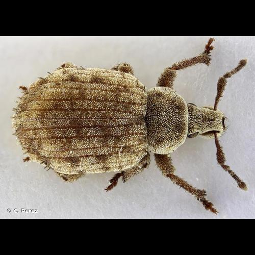 <i>Romualdius angustisetulus</i> (V. Hansen, 1915) © C. Perez