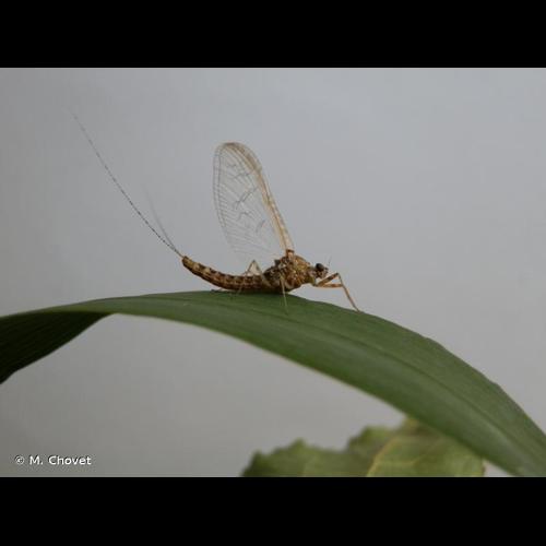 <i>Similicloeon simile</i> (Eaton, 1870) © M. Chovet