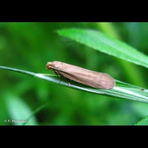 <i>Agnoea subochreella</i> (Doubleday, 1859) © F. Michalke