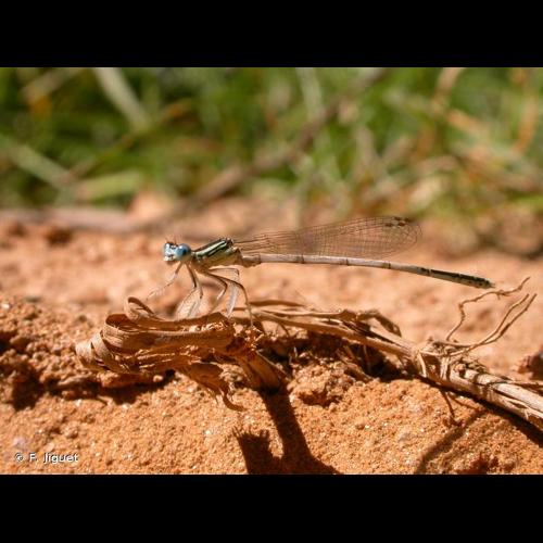 <i>Platycnemis latipes</i> Rambur, 1842 © F. Jiguet