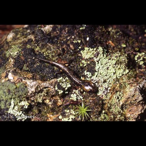 <i>Salamandra salamandra terrestris</i> (Lacepède, 1788) &copy; J.-C. de Massary