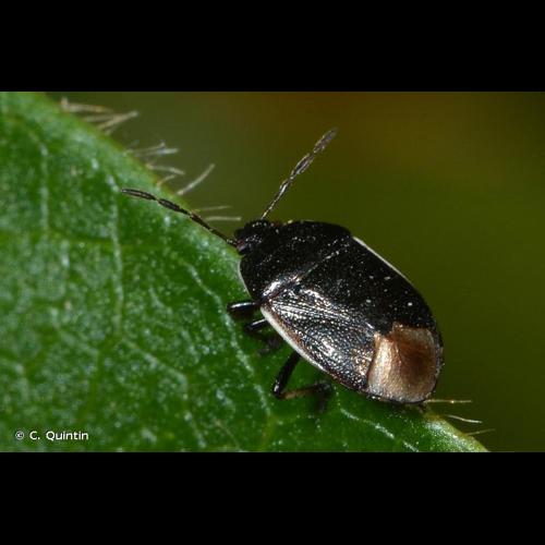 <i>Adomerus fuscipennis</i> (Horváth, 1899) © C. Quintin