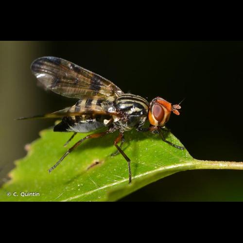 <i>Otites porcus</i> (Latreille, 1804) © C. Quintin