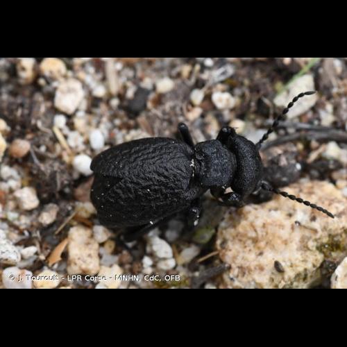 <i>Eurymeloe mediterraneus</i> (J. [G.] Müller, 1925) © J. Touroult - LPR Corse - MNHN, CdC, OFB