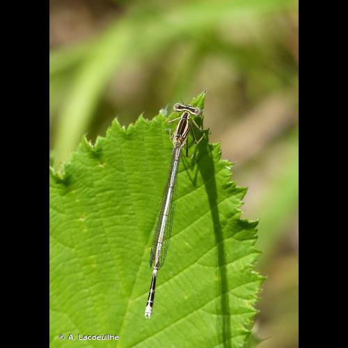 <i>Platycnemis pennipes</i> (Pallas, 1771) © A. Lacoeuilhe