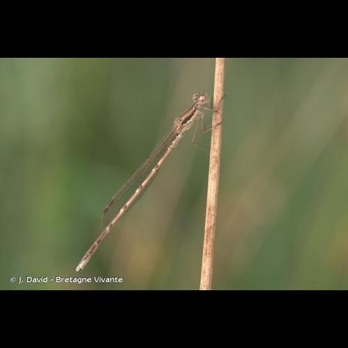 <i>Sympecma fusca</i> (Vander Linden, 1820) © J. David - Bretagne Vivante