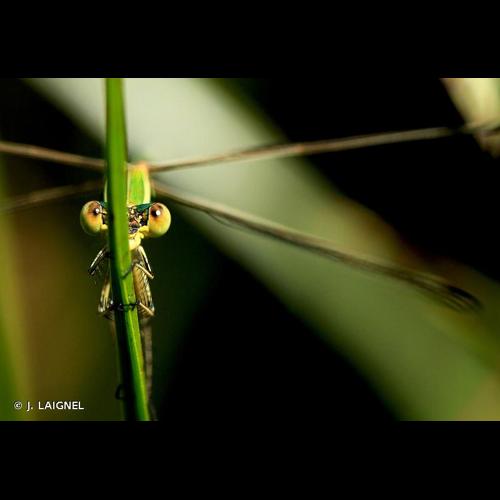 <i>Lestes barbarus</i> (Fabricius, 1798) © J. LAIGNEL