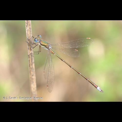 <i>Lestes virens</i> (Charpentier, 1825) © J. David - Bretagne Vivante