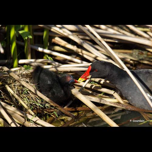 <i>Gallinula chloropus</i> (Linnaeus, 1758) &copy; P. Gourdain