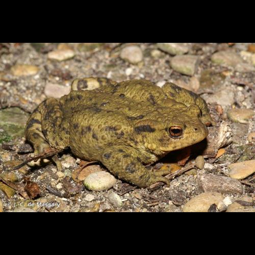<i>Bufo bufo</i> (Linnaeus, 1758) &copy; J.-C. de Massary