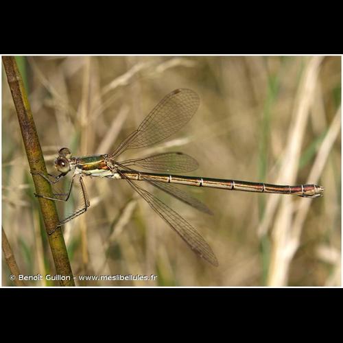 <i>Lestes virens vestalis</i> Rambur, 1842 © Benoît Guillon - www.meslibellules.fr