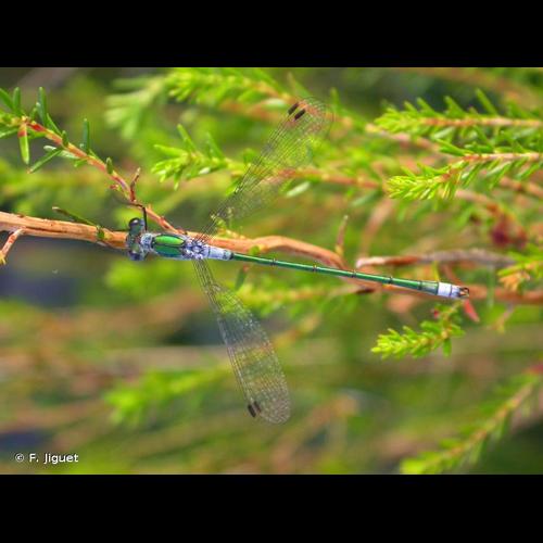 <i>Lestes sponsa</i> (Hansemann, 1823) © F. Jiguet
