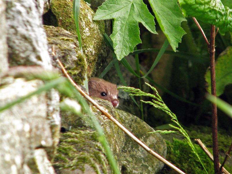 <i>Martes foina</i> (Erxleben, 1777) © sarah d