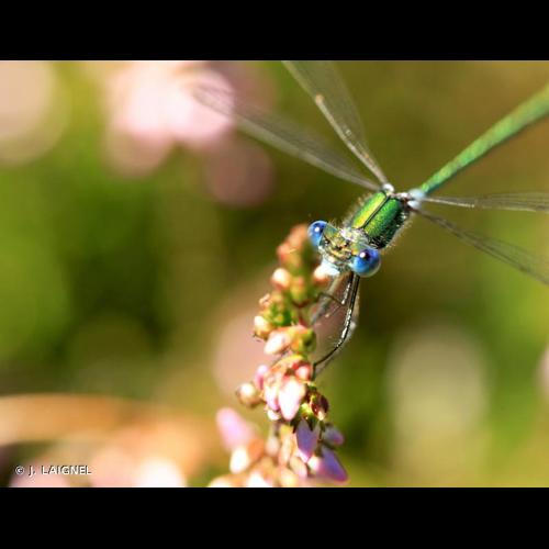 <i>Lestes dryas</i> Kirby, 1890 © J. LAIGNEL