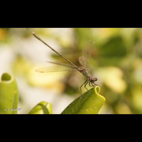 <i>Chalcolestes viridis</i> (Vander Linden, 1825) &copy; J. ICHTER