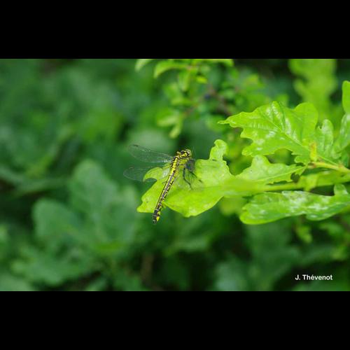 <i>Gomphus vulgatissimus</i> (Linnaeus, 1758) © J. Thévenot