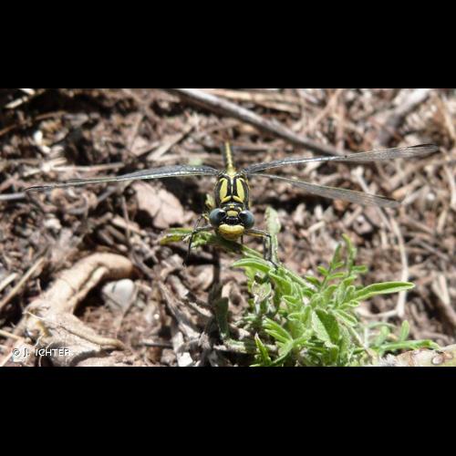 <i>Gomphus graslinii</i> Rambur, 1842 © J. ICHTER