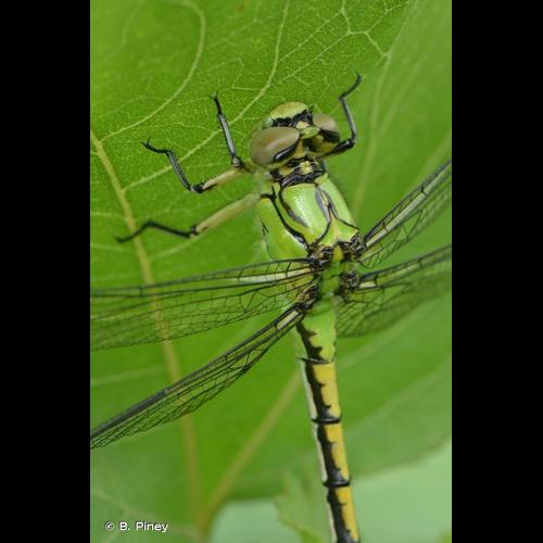 <i>Ophiogomphus cecilia</i> (Geoffroy <i>in</i> Fourcroy, 1785) © B. Piney