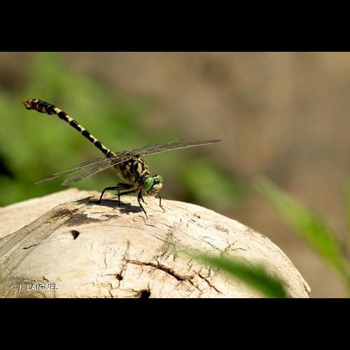 <i>Onychogomphus forcipatus</i> (Linnaeus, 1758) © J. LAIGNEL