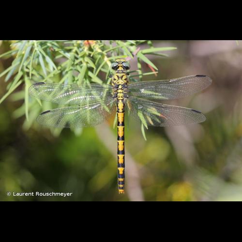 <i>Onychogomphus forcipatus unguiculatus</i> (Van der Linden, 1823) © Laurent Rouschmeyer