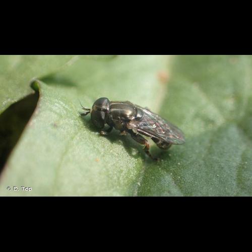 <i>Eumerus funeralis</i> Meigen, 1822 © D. Top