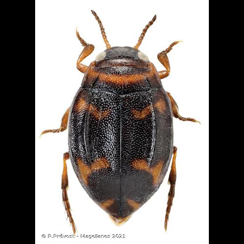 <i>Yola bicarinata</i> (Latreille, 1804) © P.Prévost - Magellanes 2021